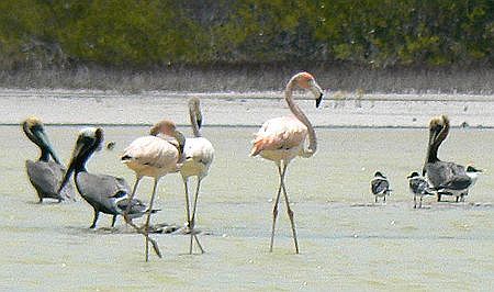 6. Фламинго, пеликаны, чайки на озере Овьедо.jpg